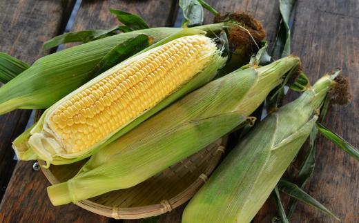北海道壮瞥町 2回 定期便 8月上旬・8月下旬朝採り！産地直送 北海道壮瞥町産 とうもろこし黄・白 食べ比べ SBTP011