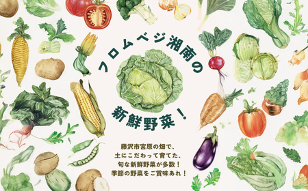 朝採れ 新鮮 野菜セット 約 5kg  農家直送