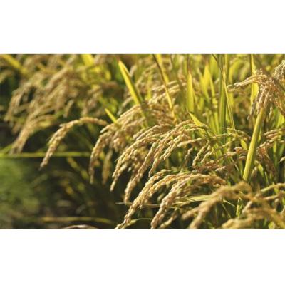 ふるさと納税 岩見沢市 令和7年産【精白米】5つ星お米マイスターの契約栽培米 食べ比べ4kgセット |  | 02