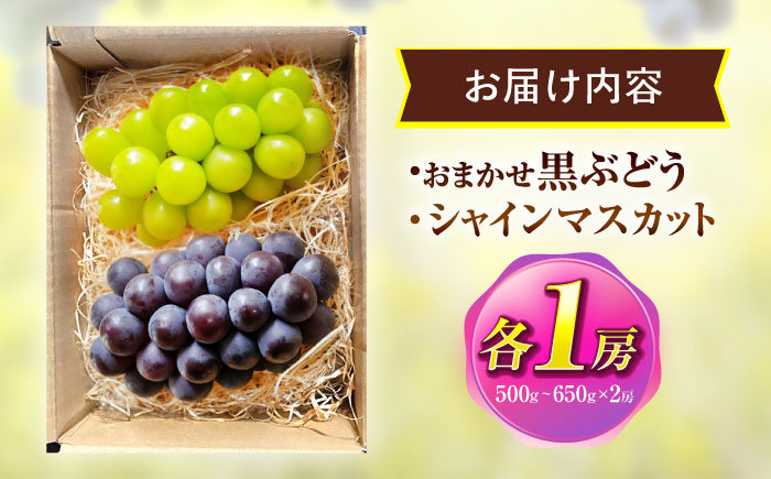 【先行予約/数量限定】＜8月下旬より発送開始＞農家さんおまかせ黒ぶどうとシャインマスカット 各種１房ずつ（500～650g）【五反田農園】[OBW004] / ぶどう 黒ぶどう シャインマスカット し