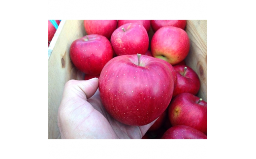 
りんご 「シナノスイート」家庭用 5kg (約14～20個)【1073681】
