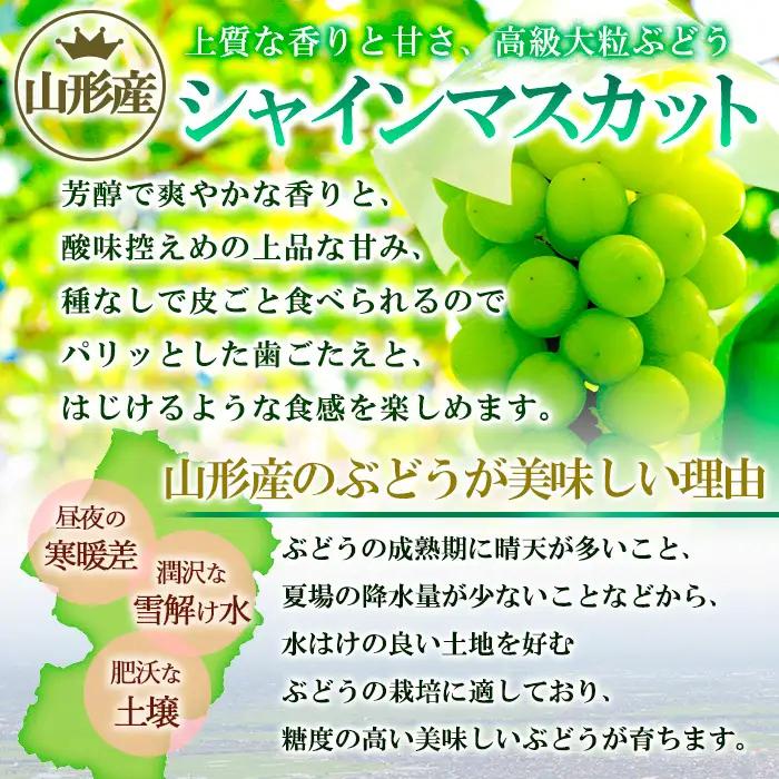 山形市産 シャインマスカット 秀 約2kg(2～6房)[後半]【令和8年産先行予約】FS24-660 くだもの 果物 フルーツ 山形 山形県 山形市 2026年産