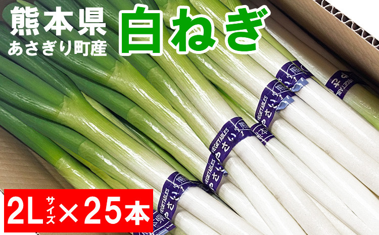 
            熊本県あさぎり町産　白ねぎ「球磨美人」２Ｌサイズ×２５本　お届け時期：2025年８月下旬より順次発送　【白葱/白ネギ/長ねぎ/長葱/長ネギ】
          