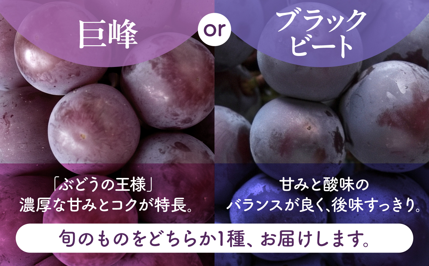 【先行予約】【訳あり】 こば農園 人気の黒ぶどう（巨峰 or ブラックビート）約600g 【合同会社 こば農園】 [ZFO007]
