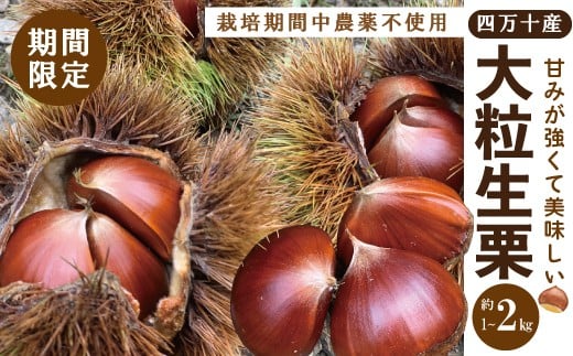 
            【期間限定 早期受付 数量限定】 四万十産 生栗 1~2kg 栽培期間中農薬不使用 新栗 栗 くり クリ マロン 四万十栗 フルーツ 渋皮煮 国産 産地直送 旬 高知 四万十 しまんと 限定 お取り寄せ【2025年9月下旬～11月上旬配送】
          
