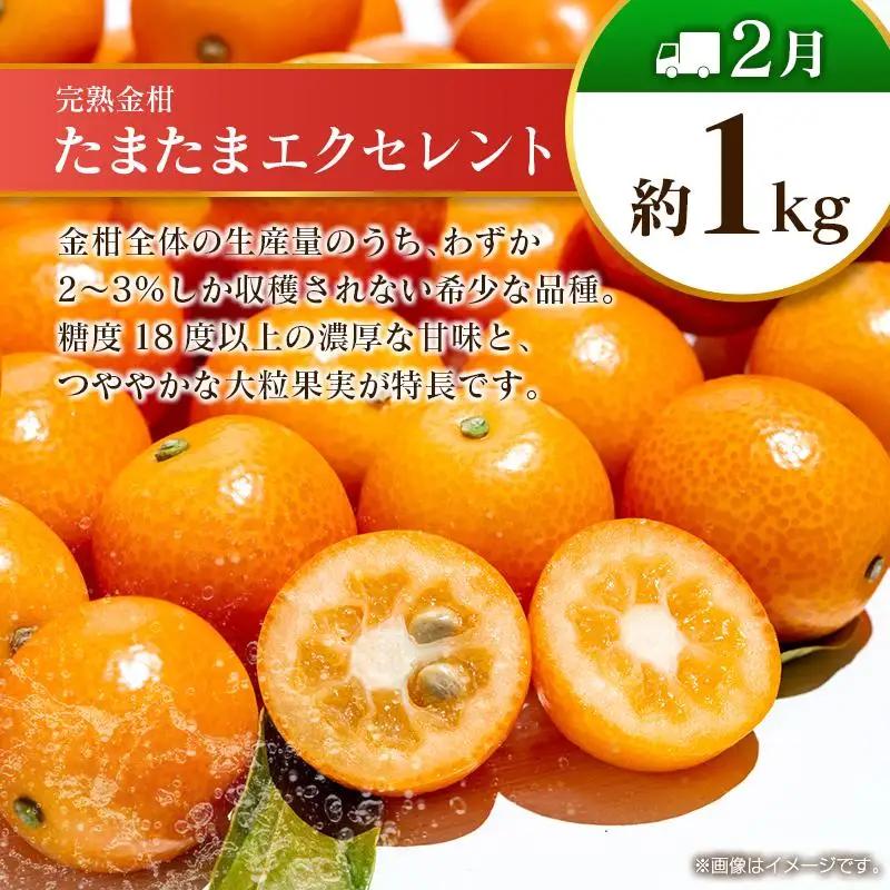 【10回定期便】旬 人気 フルーツ 南国宮崎産 太陽のタマゴ 金柑たまたまエクセレント シャインマスカット ピオーネ いちご みかん 梨 メロン 柑橘 マンゴー きんかん たまたま ぶどう 果物 詰め