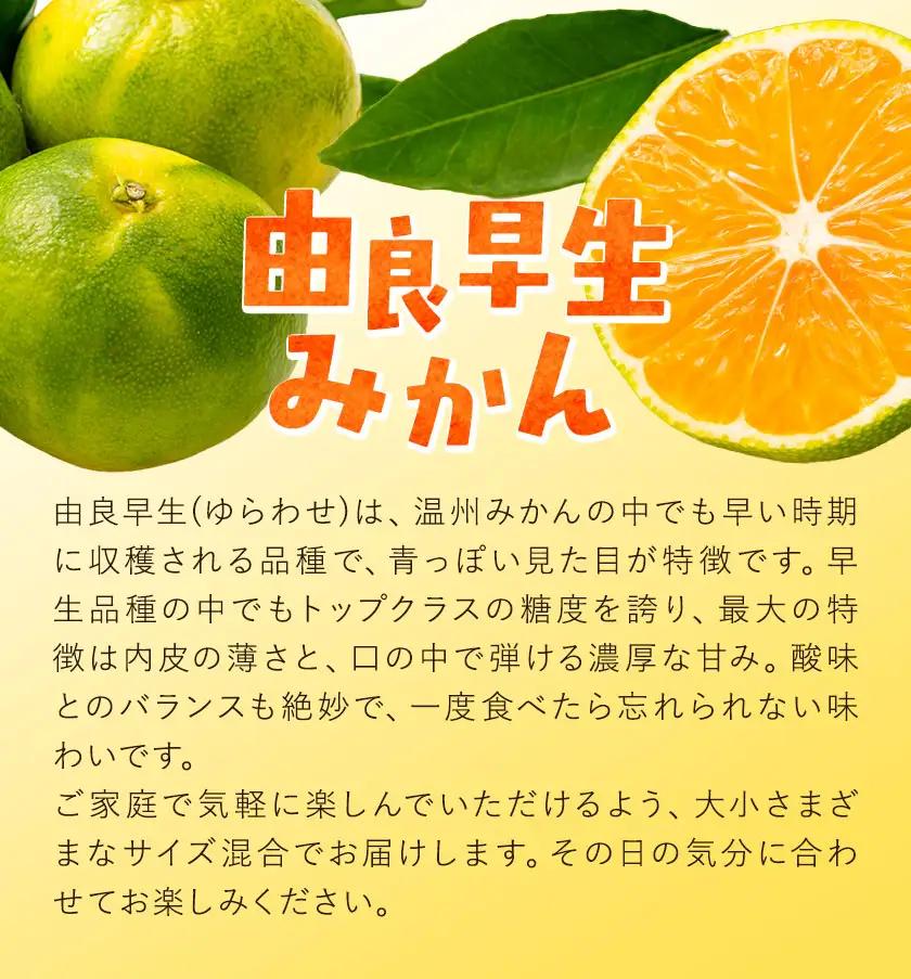 訳あり みかん 由良 早生 みかん 早生 サイズ混合 ご家庭用 約3kg エイワ商店
