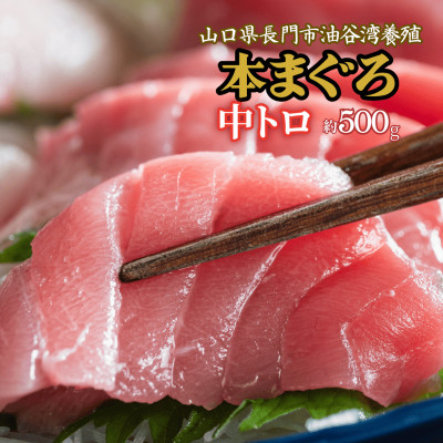 油谷産養殖本マグロ　中トロ柵　500g(1274)【配送不可地域：離島・北海道・沖縄・東北】【1355201】