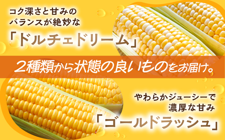 ＜先行予約＞ 朝採り当日発送！ とうもろこし イエロー系 5本～6本 イエロー バイカラー ゴールドラッシュ ドルチェドリーム 冷蔵 糖度 甘い 田原市 トウモロコシ コーン おやつ スイーツ コーン