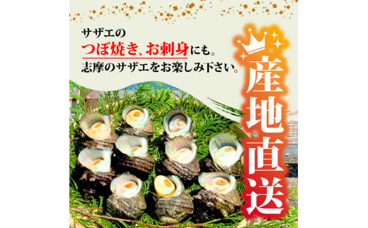 志摩産特選サザエ1ｋｇ入り / 三重 志摩 伊勢志摩 新鮮 海鮮 海産物 魚介 魚貝 サザエ 貝 刺身 お造り つぼ焼き グリル BBQ バーベキュー キャンプ 夏 〔010-129〕