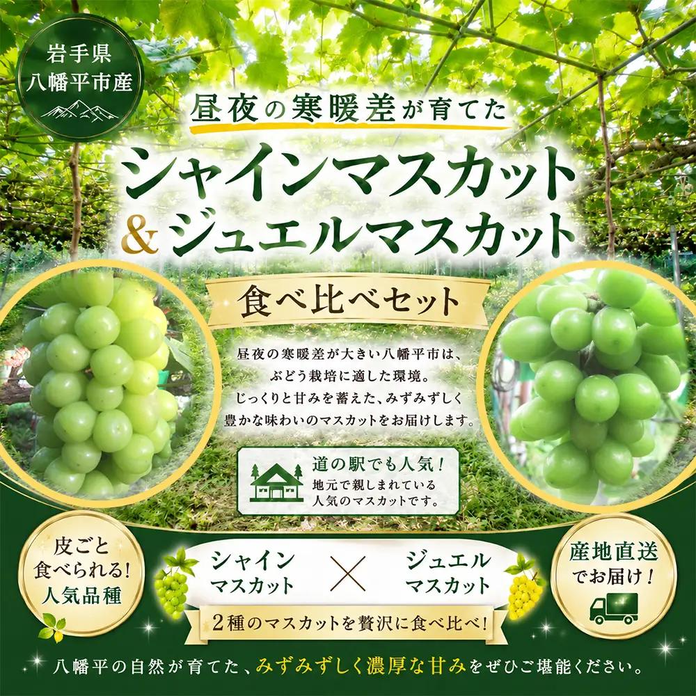 2026年10月中旬発送開始予定！【数量限定】 食べ比べ！八幡平市産 シャインマスカット＆ジュエルマスカット 約1.2kg 家庭用 ／ 佐々木ぶどう園 ますかっと ぶどう 葡萄 ブドウ 旬 新鮮