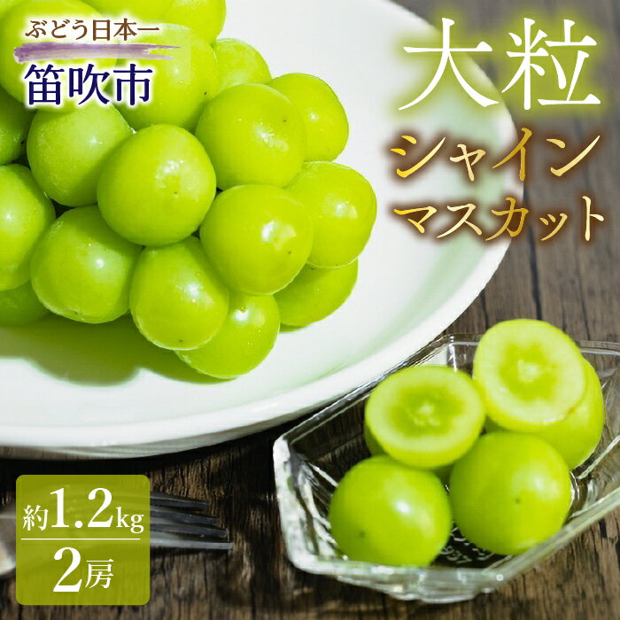 【ふるさと納税】【2026年発送★先行予約】シャインマスカット（約1.2kg 2房） ふるさと納税 シャインマスカット 大粒 笛吹市 国産 人気 期間限定 ぶどう ブドウ 葡萄 旬 果物 フルーツ 山梨県 送料無料 010-008