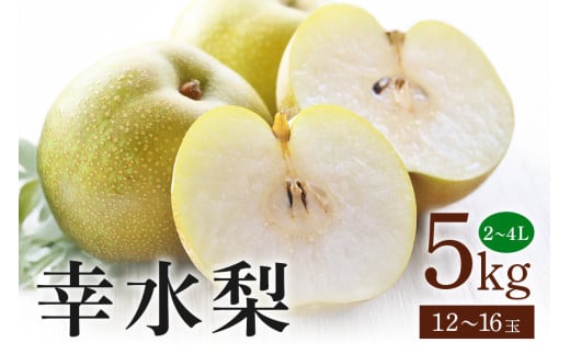 幸水梨 箱込約 5kg（JA新ひたち野）梨 約 12玉 ～ 16玉 品種 幸水 なし ナシ 果物 フルーツ 4L 3L 2Lサイズ 5キロ 8月 発送 夏 旬 産地直送 農家直送 産直 国産 くだもの 甘い 糖度 茨城県産 茨城県 石岡市 (B01-009)