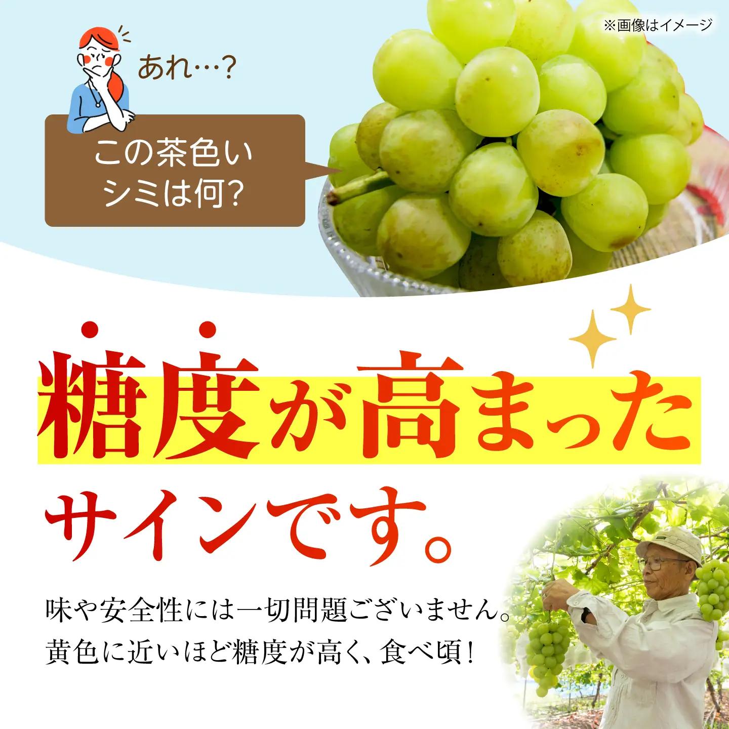 【先行予約】 シャインマスカット　900g以上 【小林農園】 / ブドウ ぶどう 果物 種なし[HAX004]