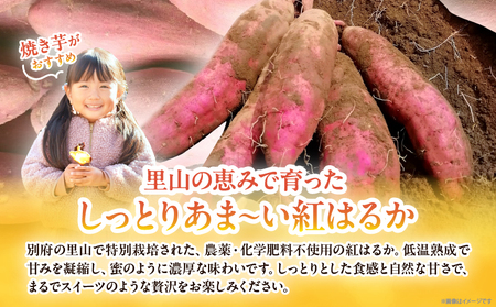 先行予約!!　別府産　蜜いも「紅はるか」5kg_B188-002-02