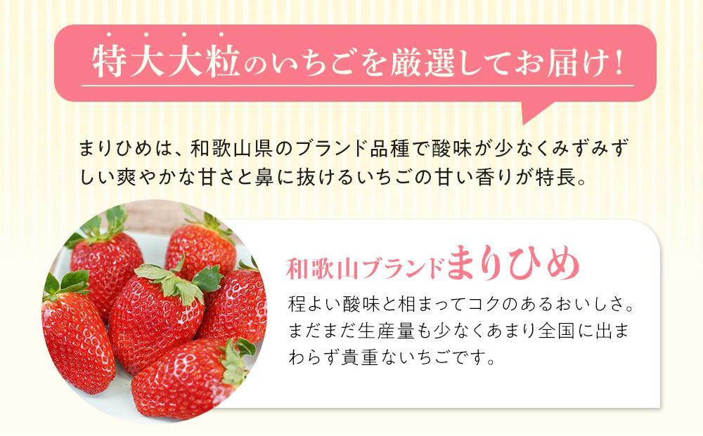 特大まりひめイチゴ 朝摘 6個～11個入×4パック［2026年1月中旬頃より発送］［先行予約］［KT4］