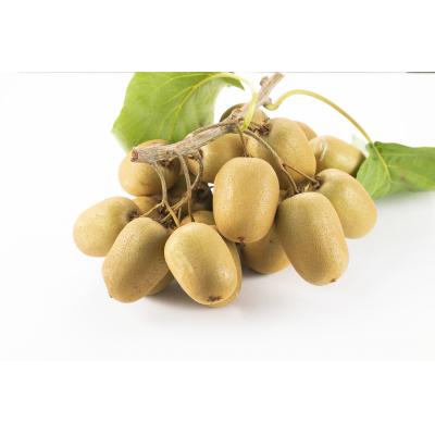 ふるさと納税 善通寺市 善通寺市産キウイ詰合せ |  | 02