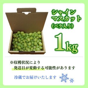 訳あり バラ入り シャインマスカット 1kg シャインマスカット シャインマスカット ふるなび 山本農園