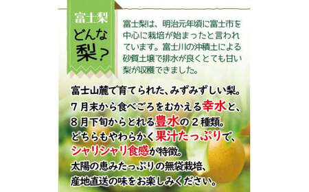 数量限定 希少 富士梨3kg フルーツ 梨 くだもの 果物 梨 フルーツ 果物 梨（a1016）