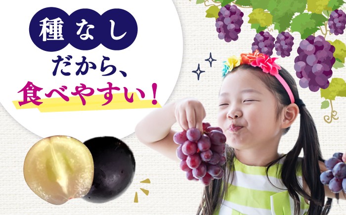 果物 巨峰 ぶどう ブドウ 葡萄 果物 フルーツ 巨峰