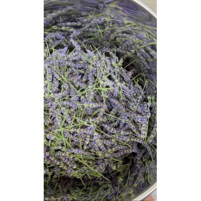 ふるさと納税 久喜市 菖蒲産ラベンダー精油(エッセンシャルオイル)3ml |  | 02