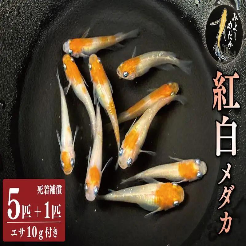 紅白 めだか 5匹 ＋ 死着補償 エサ付き【 めだか 】