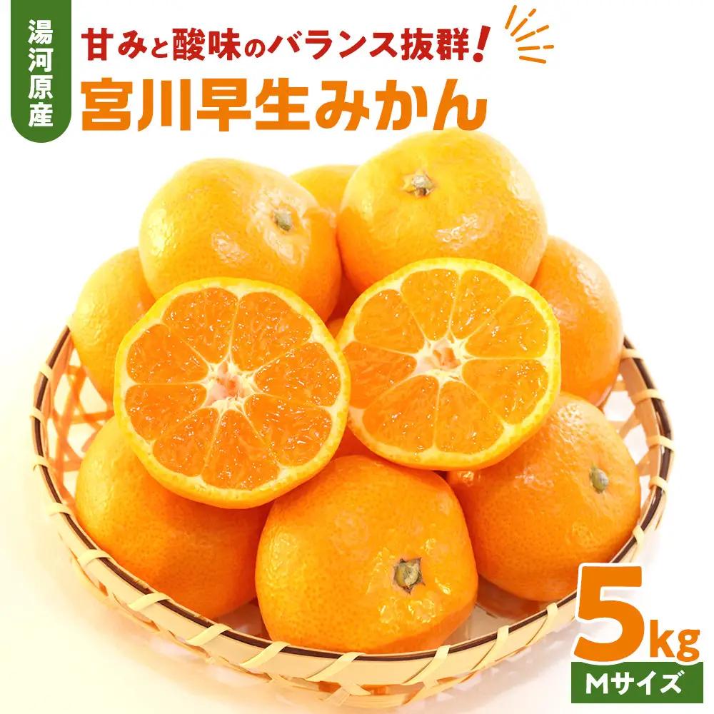 甘みと酸味のバランス抜群・宮川早生みかん　5kg(Mサイズ) 　2026年11月中旬～下旬頃に発送予定| 湯河原町 Mサイズ 5kg 果物 旬 柑橘系 宮川早生みかん