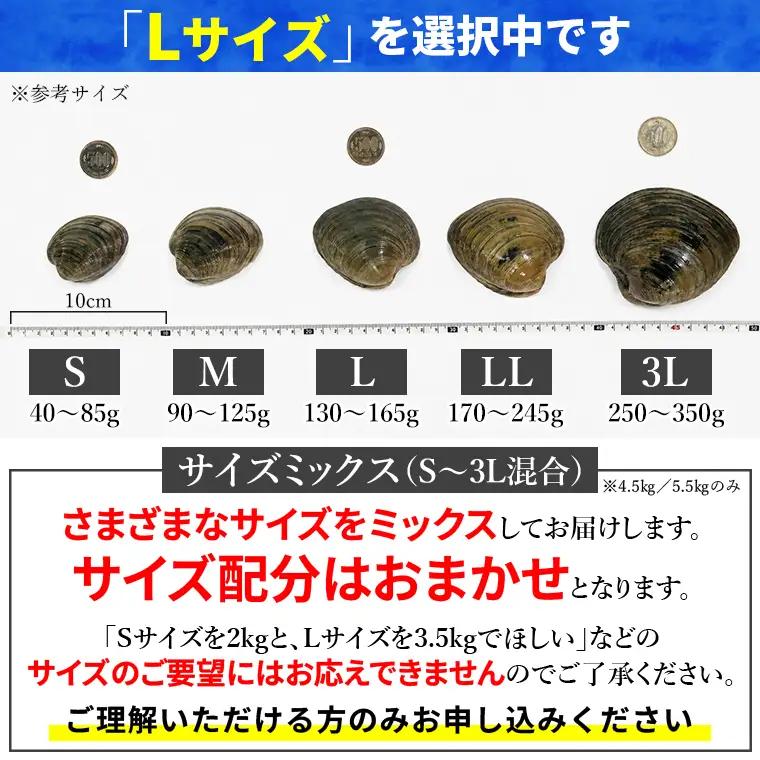 漁師直送！活ホンビノス貝1.5kg（Lサイズ）