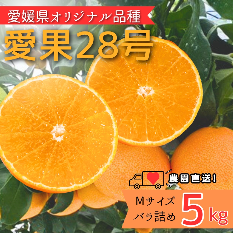みかん 愛果28号 5kg Mサイズ バラ詰め 紅まどんなと同一品種 農園直送 先行予約 【2026年11月中旬から順次発送予定】 愛媛 数量限定 愛媛県産 人気 柑橘 伊予市｜ B512