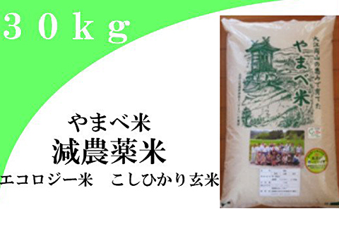 【玄米】減農薬米（ こしひかり １００％）３０ｋｇ【令和6年産 2024年産 お米 こめ コシヒカリ 30kg 米 玄米 エコロジー米 エコファーマー認定 減化学肥料 ダイエット 島根県産 大田市産】