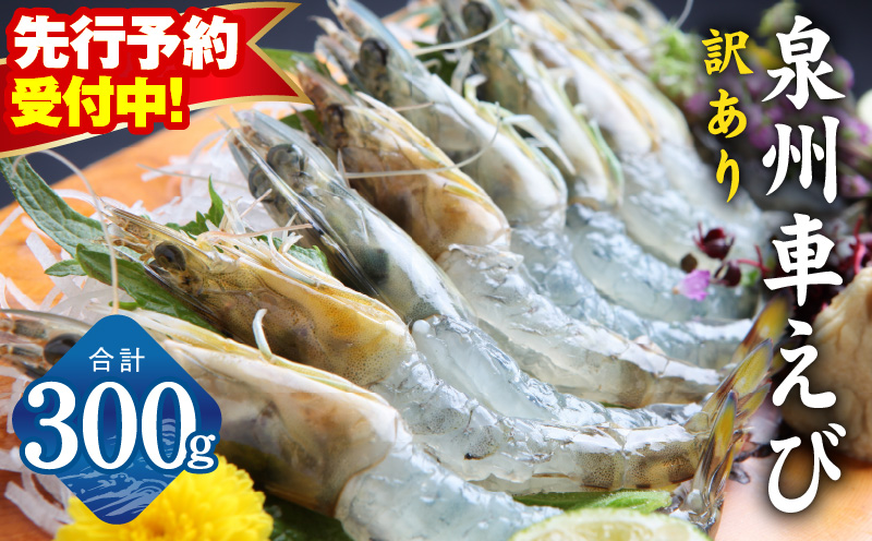 【先行予約】泉州車えび 300g【訳あり TVで紹介！ サイズ不揃い 生食可 海鮮 車海老 車エビ 海老 えび エビ 刺身 産地直送 急速冷凍 鮮度抜群 大阪 泉佐野 大阪府 泉佐野市】
