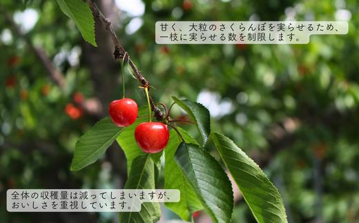 摘果により一枝に実る数を制限し、甘くおいしいさくらんぼを育てています。