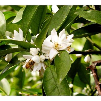 ふるさと納税 海南市 熊野古道　峠の蜂蜜・みかん蜂蜜 |  | 03