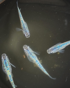メダカ サファイア ５匹 （２ペア＋１匹） 死着保証 ／ aju succulent 観賞魚 淡水魚 魚 ペット 生き物 奈良県 葛城市【ajus002】