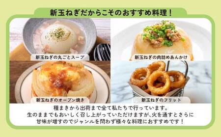 新玉ねぎ 約10kg  訳あり 玉ねぎ たまねぎ 国産 野菜 春野菜 無農薬 サイズ混合 産地直送 産直 数量限定 季節限定【2026年2月中旬～3月上旬発送】【木戸口菜園】