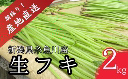 【令和7年産先行予約】5月中旬以降順次発送 旬の山菜 ふき 2kg【朝採れ 産地直送 新潟県 糸魚川市 山菜 フキ 野菜 能生谷 おおかやば山菜園 期間限定】