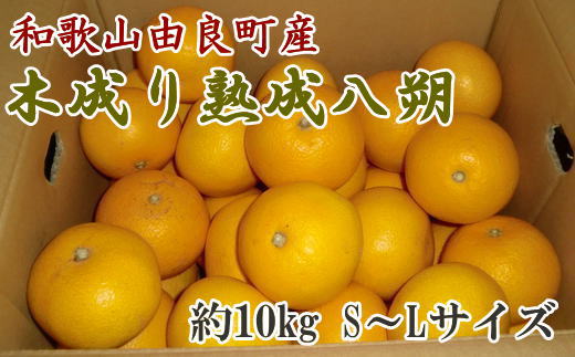 
             【産直】和歌山由良町産の木成り熟成八朔約10kg（S～Lサイズをお届け）※2026年3月中旬～2026年4月中旬頃順次発送（お届け日指定不可） / 果物 くだもの フルーツ 蜜柑 みかん 【tec875B】
          