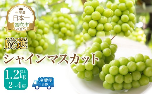 【2026年発送★先行予約】厳選シャイン1.2kg（2～3房） 111-015-26y