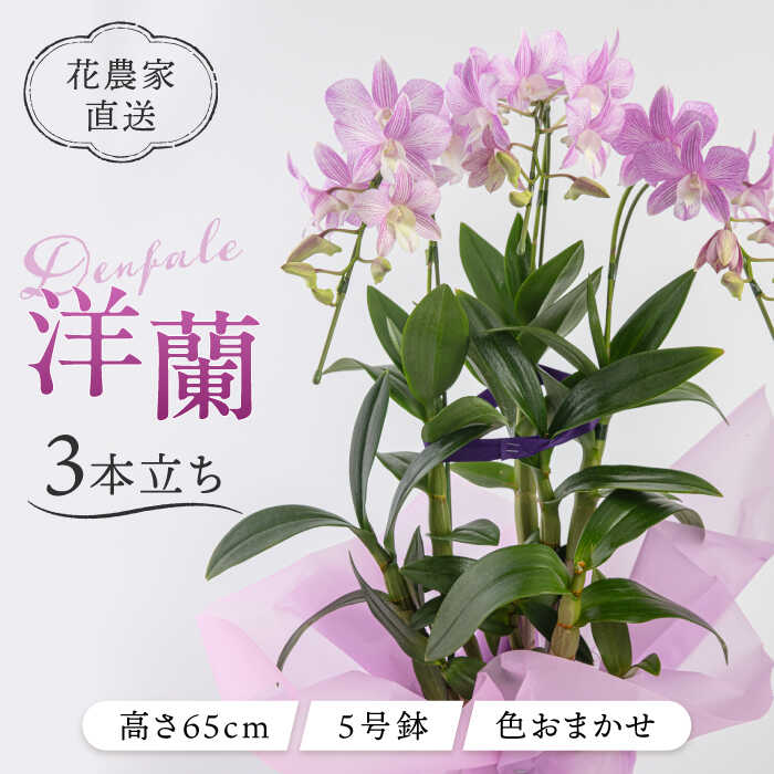 【ふるさと納税】デンファレ（洋蘭）3本立ち ≪糸島市≫【和饗エコファーム株式会社】花 お祝い [AVI004] 18000円