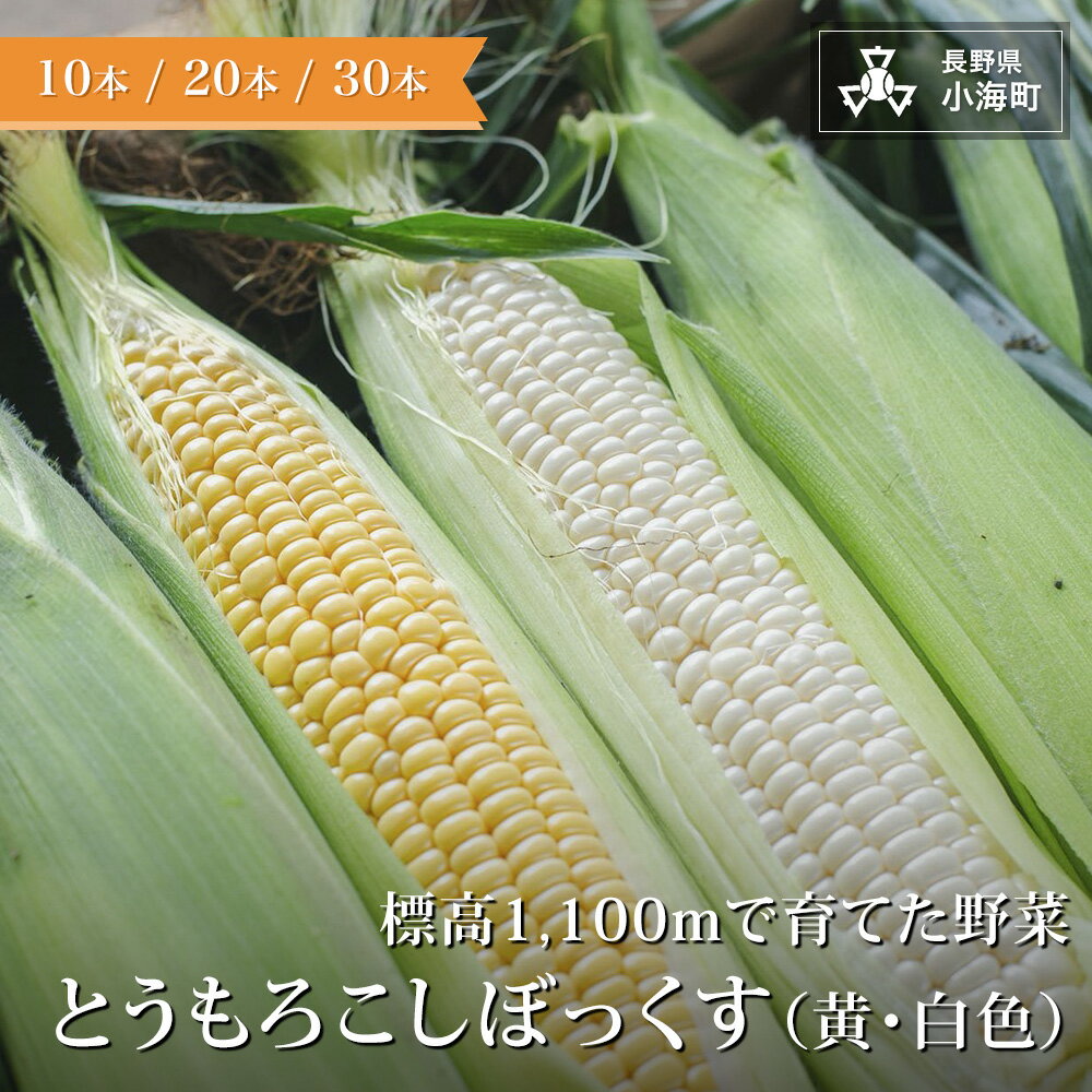 【ふるさと納税】あとくら農園 トウモロコシぼっくす（白色黄色）| 野菜 新鮮 旬 トウモロコシ 10本 20本 30本【 2026年発送 先行予約 】