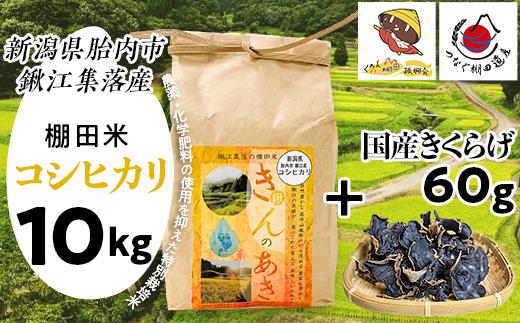 
            国産きくらげ60g＋棚田米きんのあき10kg
          