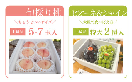 【定期便】【きよとうファーム】量より質！桃5-7玉とピオーネ＆シャインマスカット大２房の上級品(定期便)(岡山県産) / もも ピオーネ ぶどう シャインマスカット 果物 フルーツ 岡山 真庭市 きよ
