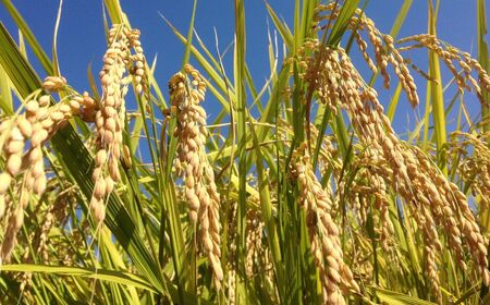 玄米 令和7年産 新米 15kg 玄米 単一原料米 れんげハツシモ