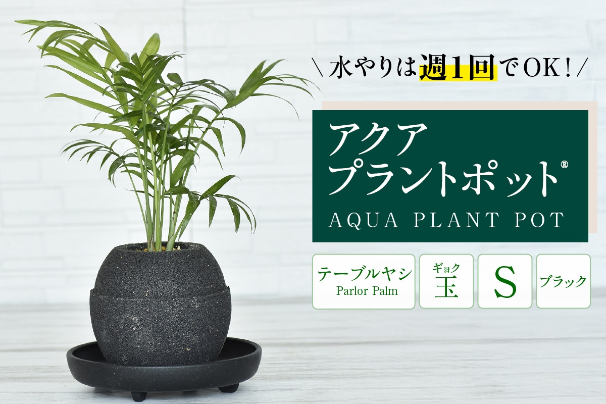 
            【母の日】アクアプラントポット®　玉Ｓ（ブラック） 植木鉢　テーブルヤシ（2088）
          