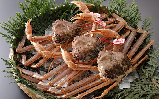 【2025年2月・3月発送】【活物】特撰 松葉がに（タグ付き）800g超の大きいサイズ　特大3杯