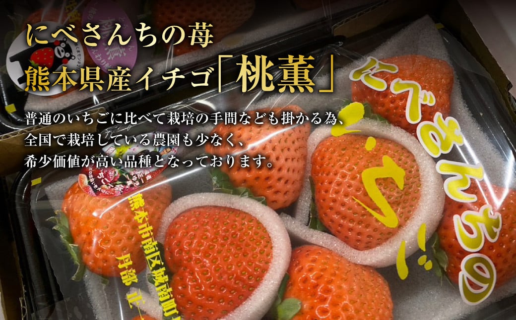【2024年1月下旬発送開始】にべさんちの苺 熊本県産イチゴ桃薫(とうくん) 約400g