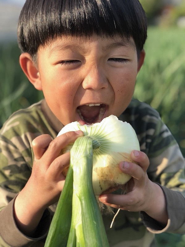 先行予約 幻のたまねぎ「泉州黄玉ねぎ」10kg