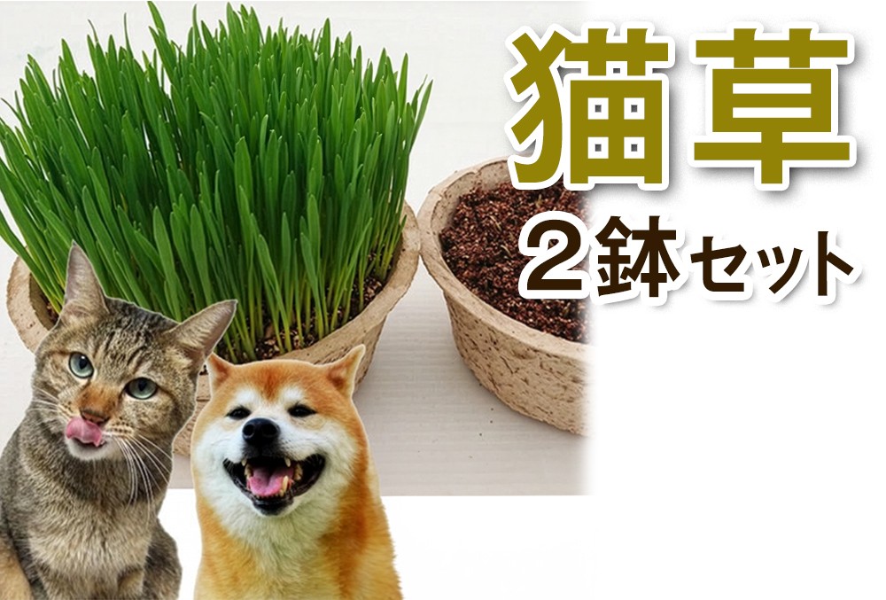 
                  猫草 2鉢セット｜猫草 2鉢セット 猫草 生 猫草 栽培済み 猫が食べる草 2鉢 猫用草 [1192]
                
