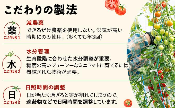 北海道産 ミニトマト ネネ 約3kg フルーツトマト 幻の 高糖度 ジューシー プチ トマト 甘い 濃厚 彩り 鮮やか 希少 お中元 お歳暮 暑中見舞い 帰省土産 ご自宅用 産地直送 大滝農園 送料無