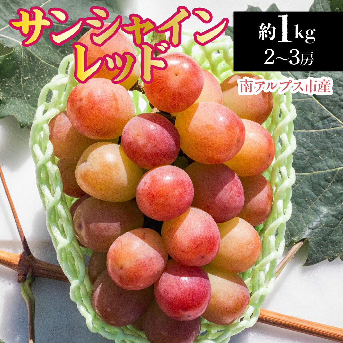 【ふるさと納税】 【2026年発送先行予約】南アルプス市産　サンシャインレッド約1.0kg（2～3房） ふるさと納税 葡萄 ぶどう 果物 フルーツ おすすめ 山梨県 南アルプス市 送料無料 ALPDD020